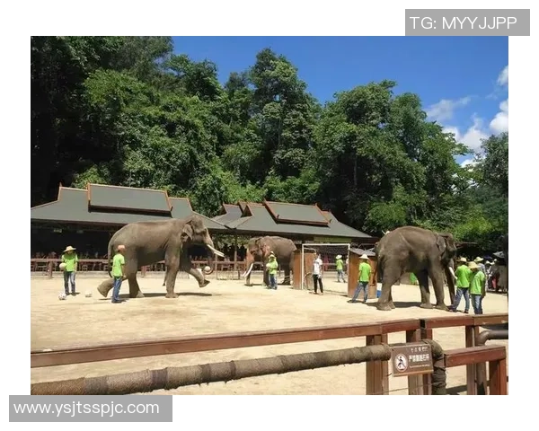 原始森林足球明星的传奇旅程与自然的完美结合
